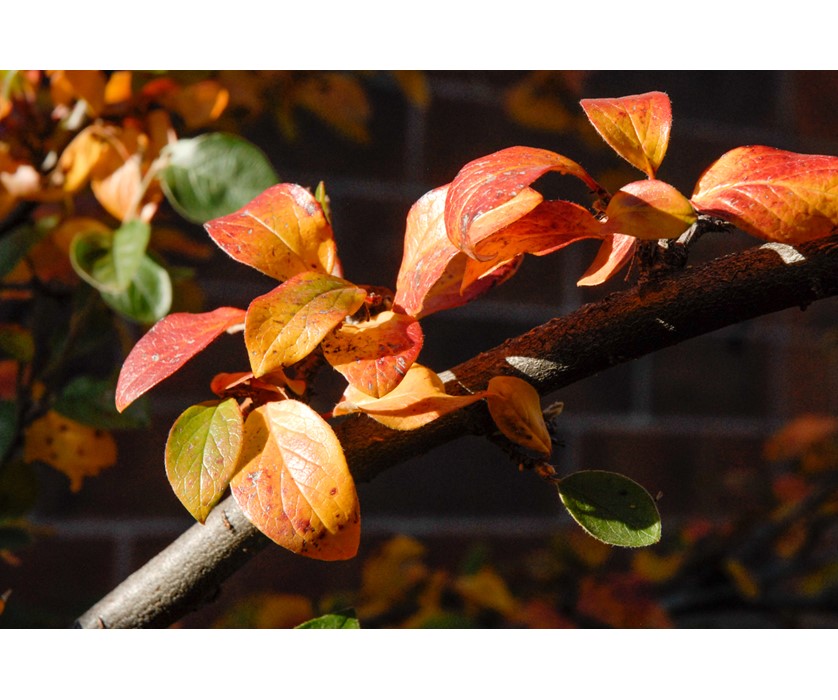 Peking Cotoneaster